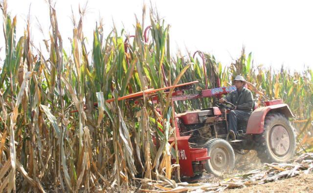 地里的玉米秸稈