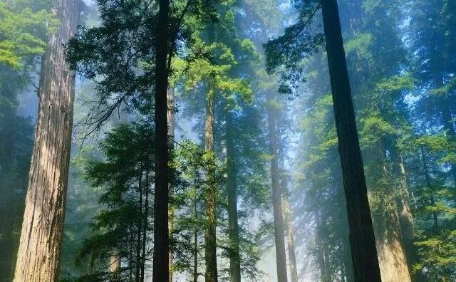 玉米秸稈燃料常見四大誤區(qū)，你知道嗎？