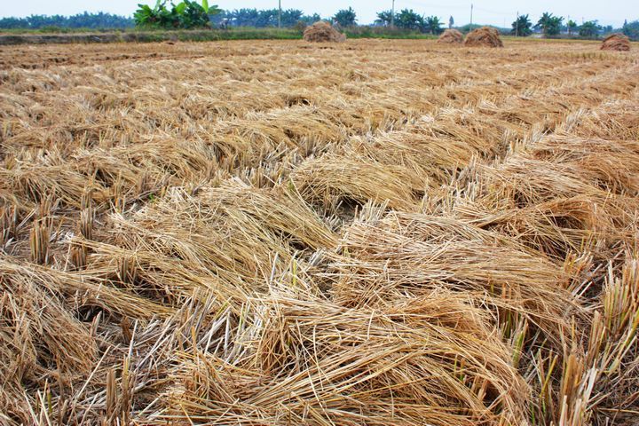 禁止露天焚燒和隨意棄置秸稈