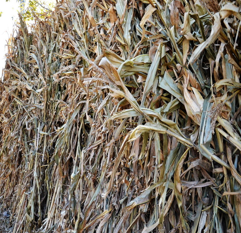 玉米秸稈圖