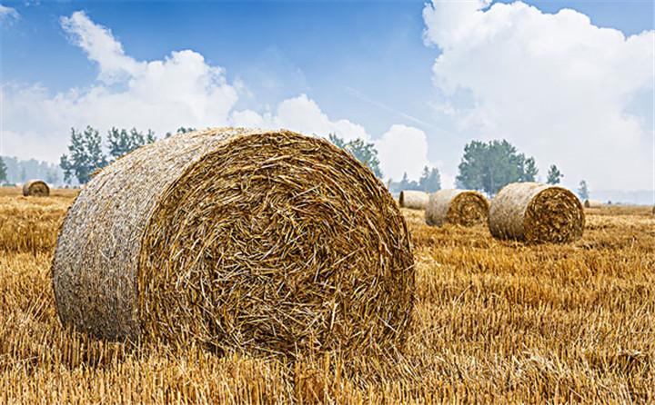 玉米秸稈燃料圖 玉米秸稈燃料圖