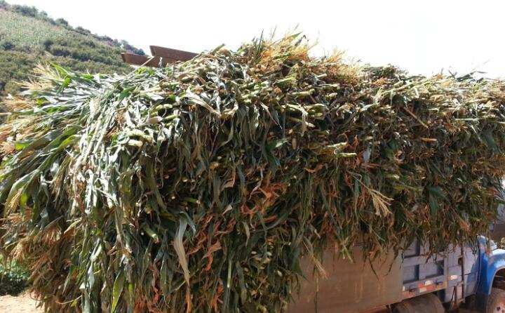 黑龍江省穆棱市玉米秸稈