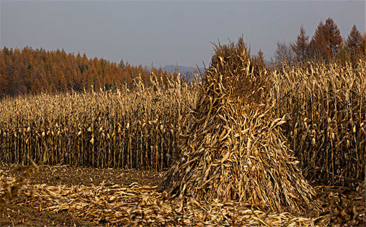 黑龍江省海倫市用于秸稈綜合利用共投入1.6億元，加快玉米秸稈顆粒機(jī)的使用