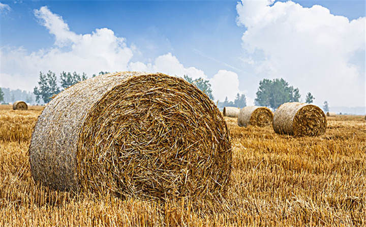 農(nóng)村禁止燒秸稈是哪位專家提出來的？有科學依據(jù)嗎？玉米秸稈顆粒機能幫忙嗎？