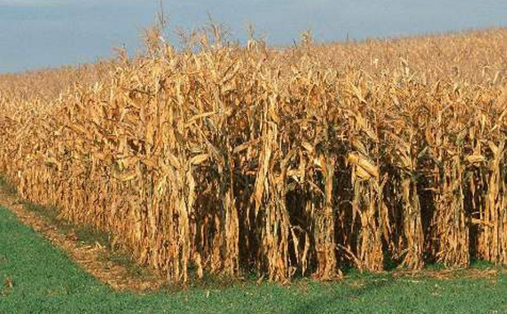 秋收過后遺留在田里的秸稈 秋收過后遺留在田里的秸稈
