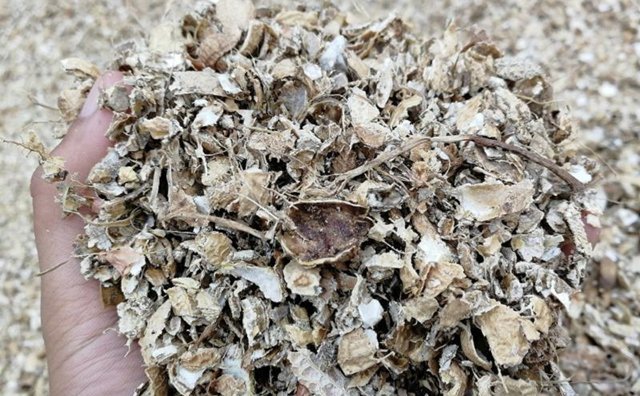 花生殼變廢為寶 花生殼變廢為寶