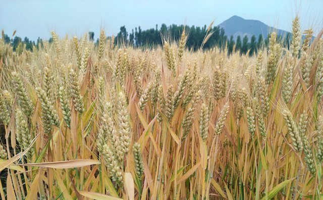 上海市出臺秸稈補(bǔ)貼新舉措，每噸補(bǔ)貼300元