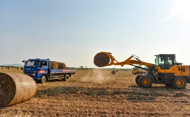 在宿松縣各村高粱種植基地里，村民們搶抓農時收割高粱，田間地頭一派繁忙景象