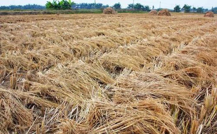 “用則利、棄則害”，秸稈資源是一把雙刃劍