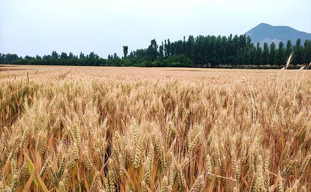 農(nóng)作物秸稈 農(nóng)作物秸稈