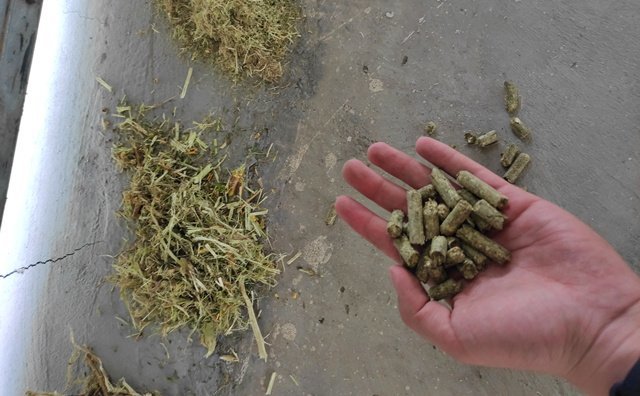 檸條顆粒機生物質(zhì)燃料