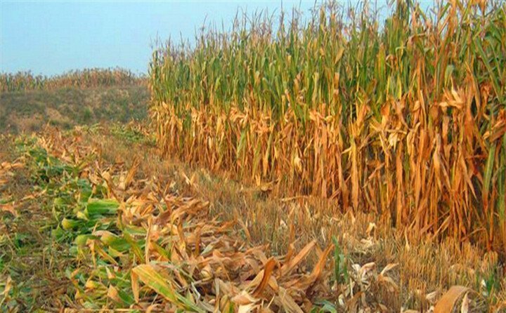 農(nóng)作物秸稈