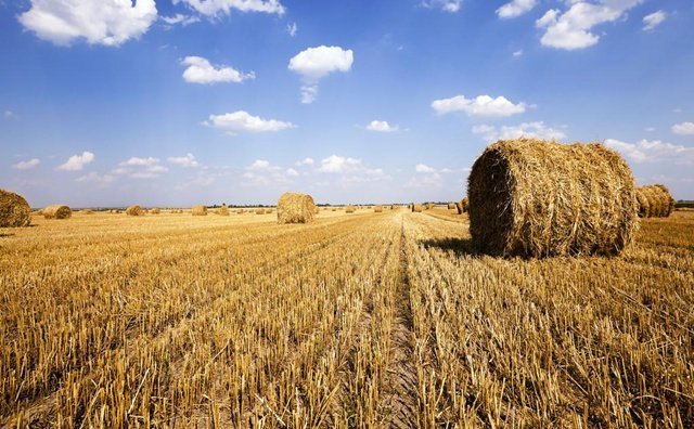 稻草賣(mài)錢(qián)