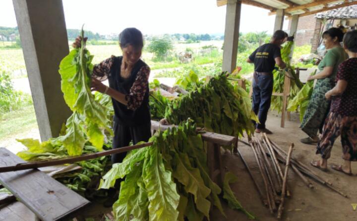 江西吉安煙草：科技賦能助力煙葉烘烤“減排減負(fù)”