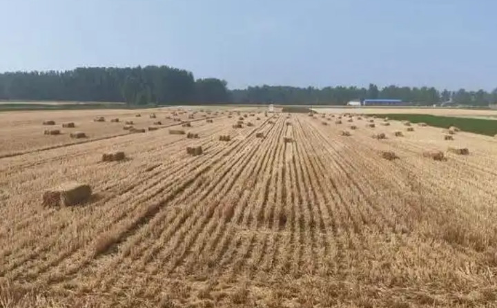 社旗縣下洼鎮(zhèn)：變“廢”為“寶”探新路 秸稈“五化”助振興